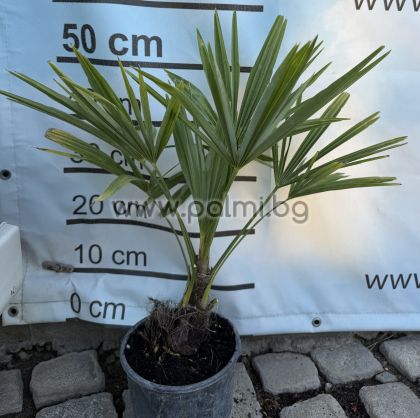 The Legendary Trachycarpus "Bulgaria"