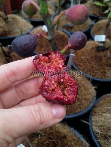 Fig variety Negron