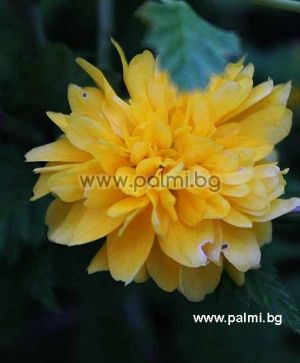 Kerria japonica 'Pleniflora', Ranunkelstrauch, gelb