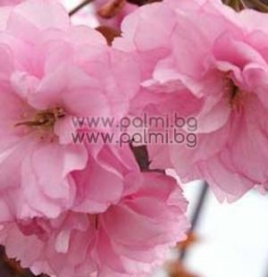 Weeping Japanese Cherry