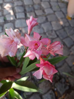 Oleander La Fontaine