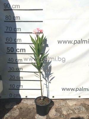 Oleander La Fontaine