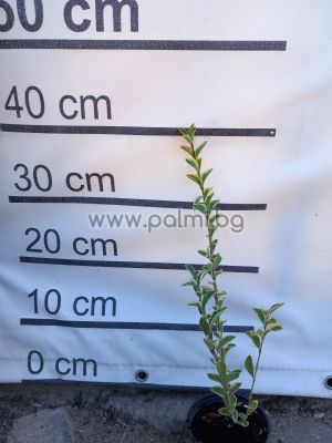 Liguster Aurea