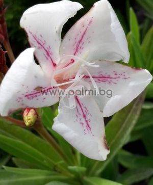 Oleander, Hariet Nuding