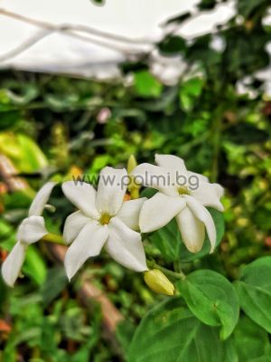 Arabian Jasmine