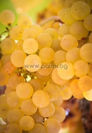 White table grape Brestovica
