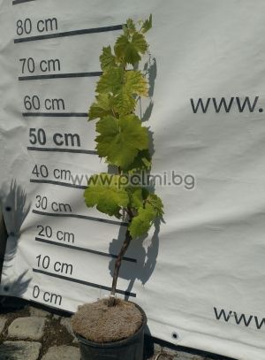 White table grape Brestovica
