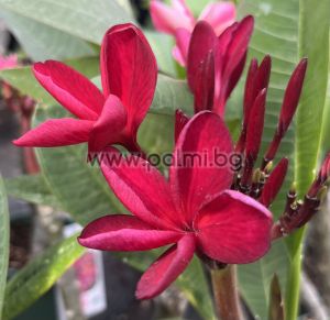 82. Frangipani  Red Jack