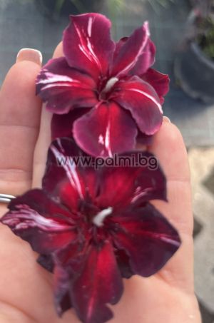 Oleander  Black Daimond ( Baby Diamant)