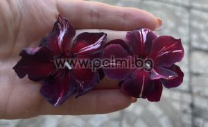 Oleander  Black Daimond ( Baby Diamant)