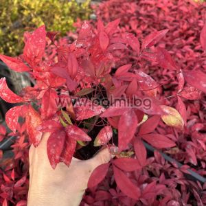  Нандина''Blush Pink'', Nandina domestica 'Blush Pink ' 