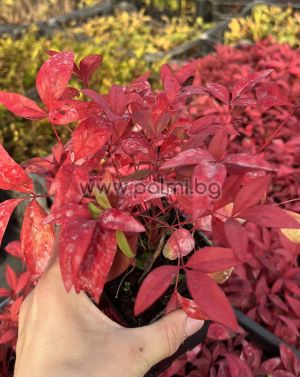  Нандина''Blush Pink'', Nandina domestica 'Blush Pink ' 