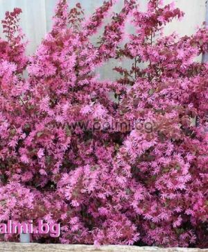 Loropetalum rubrum ‘Pipa’s Red’