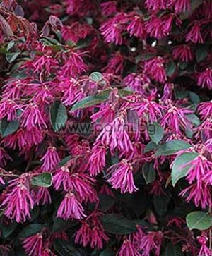 Loropetalum rubrum ‘Pipa’s Red’