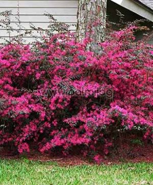 Loropetalum rubrum ‘Pipa’s Red’