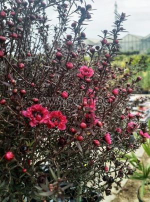Лептоспермум Red Damask, Чаено дърво ,Манука