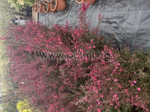 Лептоспермум Red Damask, Чаено дърво ,Манука