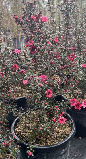 Südseemyrte Red Damask