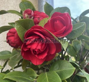 Камелия Mrs. Charles Cobb’ ( Дървовидна)