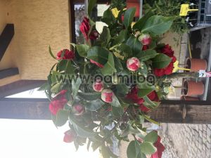 Камелия Mrs. Charles Cobb’ ( Дървовидна)