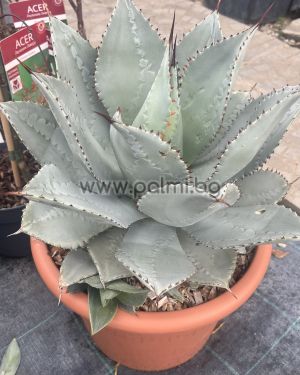 Agave, Agave ‘Pygmaea Dragon Toes