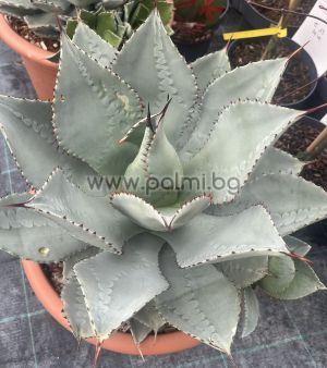 Agave, Agave ‘Pygmaea Dragon Toes