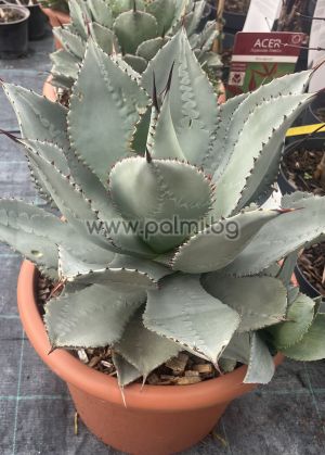 Agave, Agave ‘Pygmaea Dragon Toes