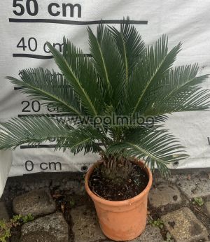 Palmfarn
