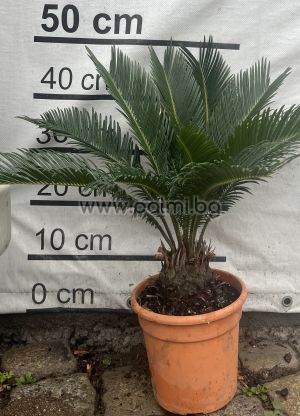 Palmfarn