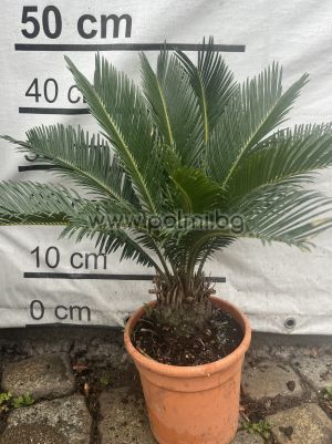 Palmfarn