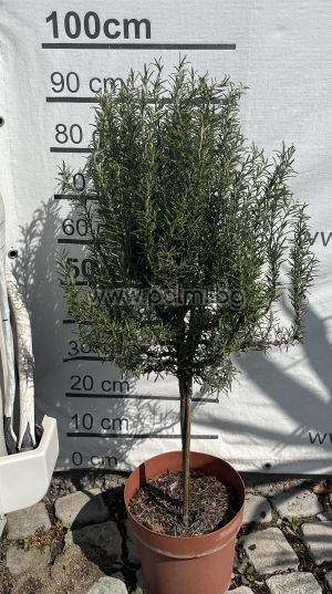  Дървовиден Розмарин