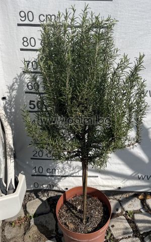  Дървовиден Розмарин