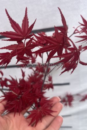  Acer palmatum 'Deshojo'