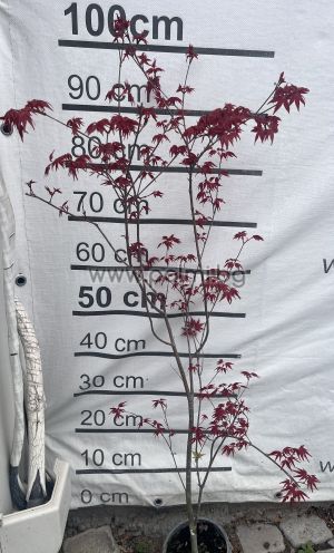  Acer palmatum 'Deshojo'