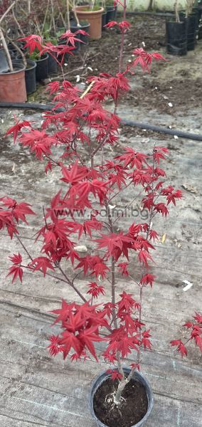  Японски клен, Acer palmatum 'Deshojo'