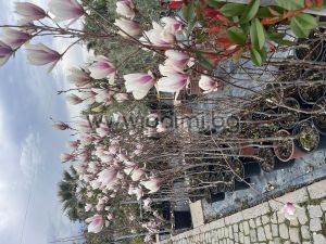 Листопадна Магнолия Purpurea