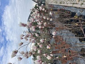 Листопадна Магнолия Purpurea