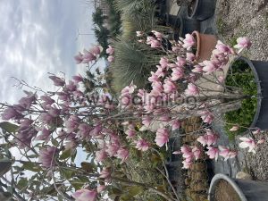 Листопадна Магнолия Purpurea