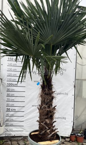 Chinesische Hanfpalme, Trachycarpus