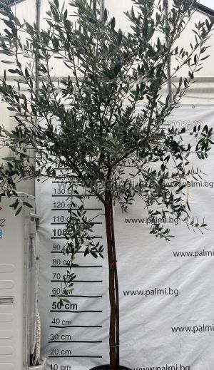 Маслина, студоустойчив сорт Лечино,Olea europaea Leccino