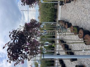 Japanese Cherry with red leaves 'Royal Burgundy'