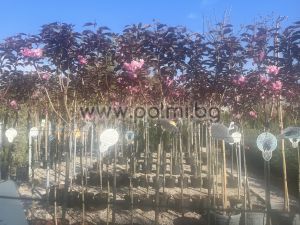 Japanische Nelkenkirsche 'Royal Burgundy'