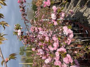Weeping Japanese Cherry