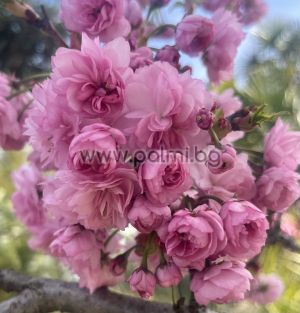 Japanese Cherry 'Kanzan'