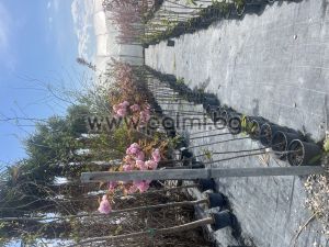 Japanese Cherry 'Kanzan'