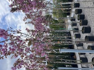 Japanische Nelkenkirsche