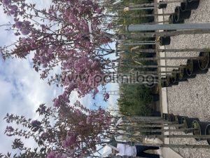 Japanische Nelkenkirsche