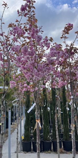 Japanische Nelkenkirsche