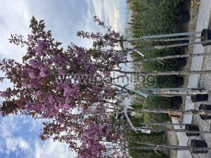 Japanische Nelkenkirsche