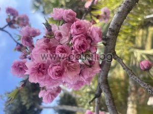 Japanese Cherry 'Kanzan'